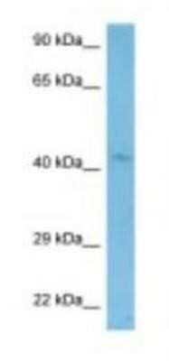 Western Blot: Wnt-2 Antibody [NBP1-98349] - Mouse Stomach Lysate 1.0ug/ml