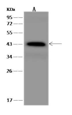 Western Blot: Wnt-2 Antibody [NBP3-06123] - Anti-WNT2 rabbit polyclonal antibody at 1:500 dilution Lane A: U-251 MG Whole Cell Lysate Lysates/proteins at 30 ug per lane. Secondary: Goat Anti-Rabbit IgG (H+L) HRP at 110000 dilution. Developed using the ECL technique. Performed under reducing conditions. Predicted band size:40 kDa Observed band size:43 kDa