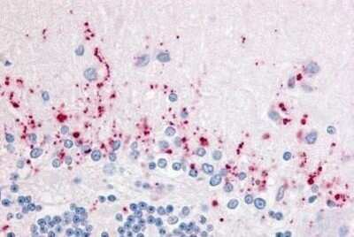 Immunohistochemistry-Paraffin: Wnt-2b Antibody [NB110-39055] - Staining of human brain, cerebellum. Immunohistochemistry of formalin-fixed, paraffin-embedded tissue after heat-induced antigen retrieval. Antibody concentration 5 ug/ml.