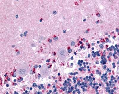 Immunohistochemistry-Paraffin: Wnt-2b Antibody [NB110-55622] - Analysis of anti-WNT2B antibody with human brain, cerebellum.