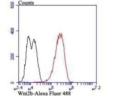Flow Cytometry: Wnt-2b Antibody (JB48-34) [NBP2-75713] - Analysis of LOVO cells with Wnt2b antibody at 1/50 dilution (red) compared with an unlabelled control (cells without incubation with primary antibody; black). Alexa Fluor 488-conjugated goat anti-rabbit IgG was used as the secondary antibody.