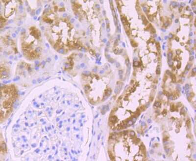 Immunohistochemistry-Paraffin: Wnt-2b Antibody (JB48-34) [NBP2-75713] - Analysis of paraffin-embedded human kidney tissue using anti-Wnt2b antibody. Counter stained with hematoxylin.