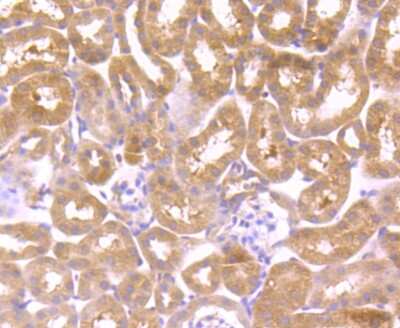 Immunohistochemistry-Paraffin: Wnt-2b Antibody (JB48-34) [NBP2-75713] - Analysis of paraffin-embedded mouse kidney tissue using anti-Wnt2b antibody. Counter stained with hematoxylin.