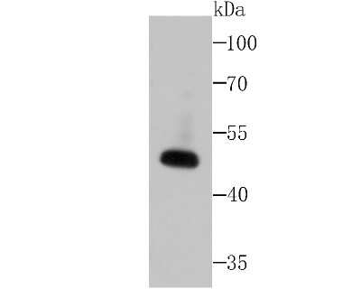 Western Blot: Wnt-2b Antibody (JB48-34) [NBP2-75713] - Analysis of Wnt2b on SiHa cell lysates using anti-Wnt2b at 1/500 dilution.