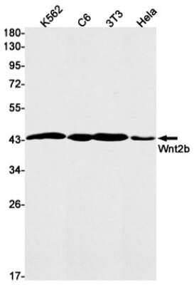 Western Blot: Wnt-2b Antibody (S01-8F5) [NBP3-14985] - Western blot detection of Wnt-2b in K562, C6, 3T3, Hela cell lysates using Wnt-2b Rabbit mAb (1:1000 diluted). Predicted band size: 44kDa. Observed band size: 44kDa.