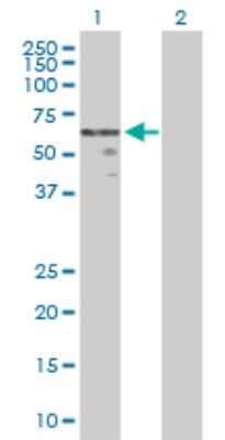 Western Blot: Wnt-2b Antibody [H00007482-D01P] - Analysis of WNT2B expression in transfected 293T cell line by WNT2B polyclonal antibody.Lane 1: WNT2B transfected lysate(43.80 KDa).Lane 2: Non-transfected lysate.