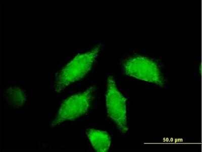 Immunocytochemistry/Immunofluorescence: Wnt-3a Antibody [H00089780-B01P] - Analysis of purified antibody to WNT3A on HeLa cell. (antibody concentration 10 ug/ml)