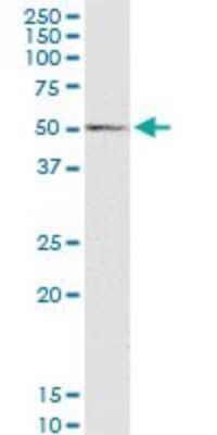 Western Blot: Wnt-3a Antibody [H00089780-B01P] - Analysis of WNT3A expression in human pancreas.