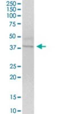 Western Blot: Wnt-4 Antibody [H00054361-B02P] - Analysis of WNT4 expression in human kidney.