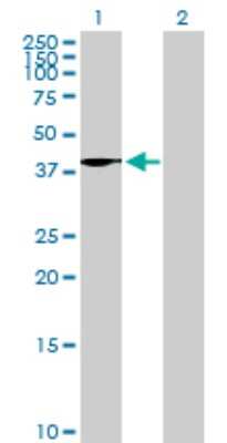 Western Blot: Wnt-4 Antibody [H00054361-B02P] - Analysis of WNT4 expression in transfected 293T cell line by WNT4 polyclonal antibody.  Lane 1: WNT4 transfected lysate(38.61 KDa). Lane 2: Non-transfected lysate.