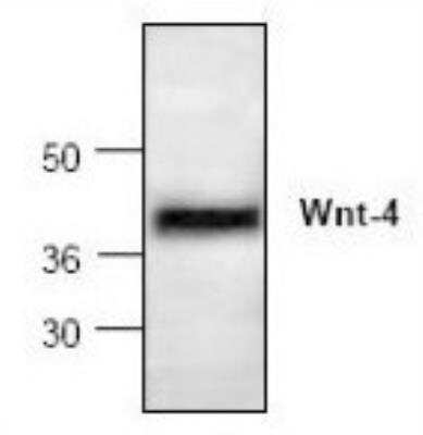 Western Blot: Wnt-4 Antibody [NBP1-45930] - Analysis of Wnt-4 expression in Jurkat cell lysate.
