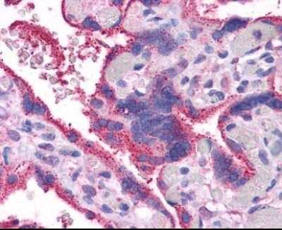 Immunohistochemistry-Paraffin: Wnt-5a Antibody [NBP1-60032] - Human Brain, Cortex: Formalin-Fixed, Paraffin-Embedded (FFPE)