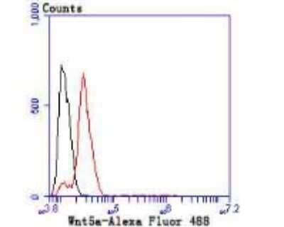 Flow Cytometry: Wnt-5a Antibody (JU30-30) [NBP2-75714] - Analysis of SH-SY5Y cells with Wnt5a antibody at 1/50 dilution (red) compared with an unlabelled control (cells without incubation with primary antibody; black). Alexa Fluor 488-conjugated goat anti rabbit IgG was used as the secondary antibody.