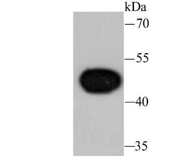 Western Blot: Wnt-5a Antibody (JU30-30) [NBP2-75714] - Analysis of Wnt5a on Hela cell lysate using anti-Wnt5a antibody at 1/1,000 dilution.