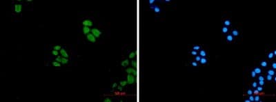 Immunocytochemistry/Immunofluorescence: Wnt-5a Antibody (S08-4A3) [NBP3-20061] - Immunocytochemistry of Wnt-5a (green) in hela using NBP3-20061 at dilution 1/50, and DAPI (blue)