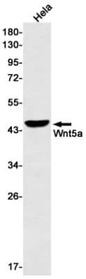 Western Blot: Wnt-5a Antibody (S08-4A3) [NBP3-20061] - Western blot detection of Wnt-5a in Hela cell lysates using NBP3-20061 (1:500 diluted). Predicted band size: 42kDa. Observed band size: 45kDa.