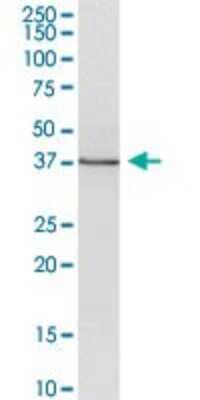 Western Blot: Wnt-5b Antibody [H00081029-B01P] - Analysis of WNT5B expression in human kidney.