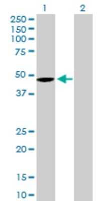 Western Blot: Wnt-5b Antibody [H00081029-B01P] - Analysis of WNT5B expression in transfected 293T cell line by WNT5B polyclonal antibody.  Lane 1: WNT5B transfected lysate(39.49 KDa). Lane 2: Non-transfected lysate.