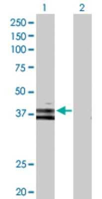 Western Blot: Wnt-6 Antibody [H00007475-D01P] - Analysis of WNT6 expression in transfected 293T cell line by WNT6 polyclonal antibody.Lane 1: WNT6 transfected lysate(39.70 KDa).Lane 2: Non-transfected lysate.