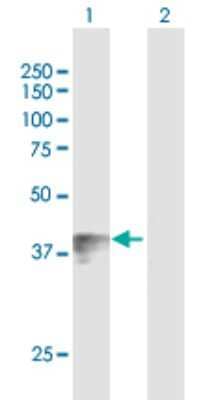 Western Blot: Wnt-7b Antibody [H00007477-B01P] - Analysis of WNT7B expression in transfected 293T cell line by WNT7B polyclonal antibody.  Lane 1: WNT7B transfected lysate(38.39 KDa). Lane 2: Non-transfected lysate.