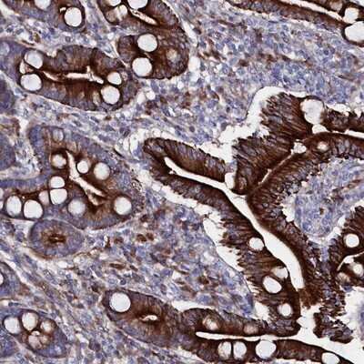 Immunohistochemistry-Paraffin: Wnt-8a Antibody [NBP1-86853] - Staining of human duodenum shows strong cytoplasmic and membranous positivity in glandular cells.