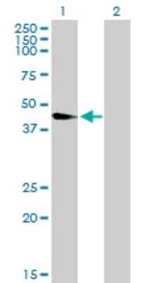 Western Blot: Wnt-8a Antibody [H00007478-B01P] - Analysis of WNT8A expression in transfected 293T cell line by WNT8A polyclonal antibody.  Lane 1: WNT8A transfected lysate(38.61 KDa). Lane 2: Non-transfected lysate.