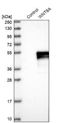 Western Blot: Wnt-8a Antibody [NBP1-86853] - Analysis in control (vector only transfected HEK293T lysate) and WNT8A over-expression lysate (Co-expressed with a C-terminal myc-DDK tag (3.1 kDa) in mammalian HEK293T cells).