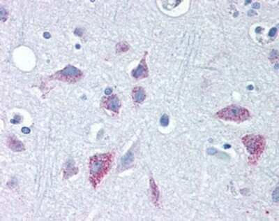 Immunohistochemistry-Paraffin: Wnt-8b Antibody - BSA Free [NBP1-39604] - Analysis of anti-WNT8B antibody with human brain, cortex at concentration 10 ug/ml.