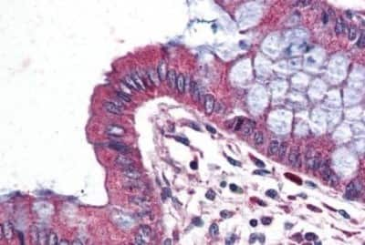 Immunohistochemistry-Paraffin: Wnt-9a Antibody [NBP3-14524] - Immunohistochemistry of formalin-fixed, paraffin-embedded human colon after heat-induced antigen retrieval.