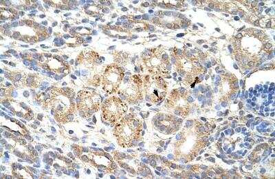 Immunohistochemistry-Paraffin: Wnt-9b Antibody [NBP1-57937] - Human kidney Tissue, antibody concentration 4-8ug/ml. Cells with positive label: renal corpuscle cells (indicated with arrows) 400X magnification.