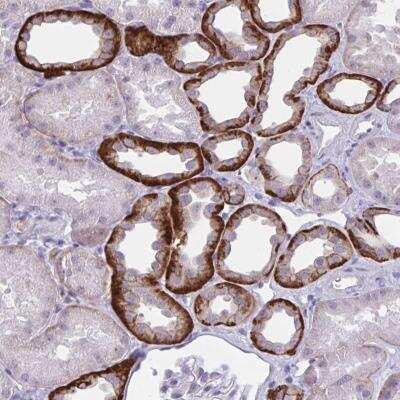 Immunohistochemistry-Paraffin: Wnt-9b Antibody [NBP2-34110] - Staining of human kidney shows strong cytoplasmic and membranous positivity in renal tubules.