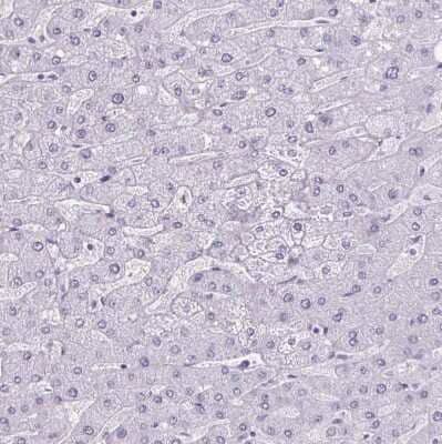 Immunohistochemistry-Paraffin: Wnt-9b Antibody [NBP2-34110] - Staining of human Liver shows no positivity in hepatocytes as expected.