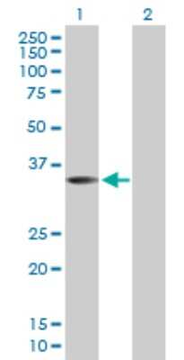 Western Blot: Wnt-9b Antibody [H00007484-D01P] - Analysis of WNT9B expression in transfected 293T cell line by WNT9B polyclonal antibody.Lane 1: WNT9B transfected lysate(35.60 KDa).Lane 2: Non-transfected lysate.