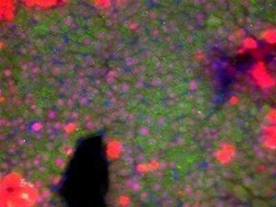 Immunohistochemistry-Paraffin Wnt16 Antibody - BSA Free