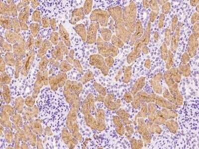 Immunohistochemistry-Paraffin: Wnt16 Antibody [NBP2-99324] - Immunochemical staining of human Wnt16 in human kidney with rabbit polyclonal antibody at 1:1000 dilution, formalin-fixed paraffin embedded sections.