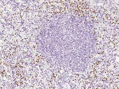 Immunohistochemistry-Paraffin: Wnt16 Antibody [NBP2-99324] - Immunochemical staining of human Wnt16 in human spleen with rabbit polyclonal antibody at 1:1000 dilution, formalin-fixed paraffin embedded sections.