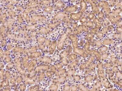 Immunohistochemistry-Paraffin: Wnt16 Antibody [NBP2-99544] - Immunochemical staining of mouse Wnt16 in mouse kidney with rabbit polyclonal antibody at 1:200 dilution, formalin-fixed paraffin embedded sections.