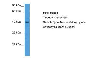 Western Blot: Wnt16 Antibody [NBP2-86386] - Host: Rabbit. Target Name: WNT16. Sample Tissue: Mouse Kidney lysates. Antibody Dilution: 1ug/ml