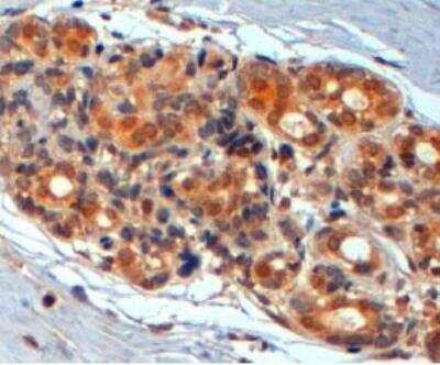 Immunohistochemistry-Paraffin: Wnt3 Antibody [NB100-40793] - Paraffin embedded human breast tissue. Antibody at 2 ug/ml. Steamed antigen retrieval with citrate buffer pH 6, HRP-staining.