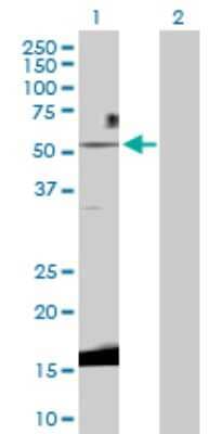 Western Blot: Wnt3 Antibody [H00007473-D01P] - Analysis of WNT3 expression in transfected 293T cell line by WNT3 polyclonal antibody.Lane 1: WNT3 transfected lysate(39.60 KDa).Lane 2: Non-transfected lysate.