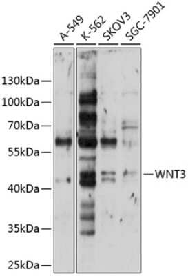 Western Blot: Wnt3 Antibody [NBP2-93232] - Analysis of extracts of various cell lines, using Wnt3 at 1:1000 dilution. Secondary antibody: HRP Goat Anti-Rabbit IgG (H+L) at 1:10000 dilution. Lysates/proteins: 25ug per lane. Blocking buffer: 3% nonfat dry milk in TBST. Detection: ECL Basic Kit . Exposure time: 10s.