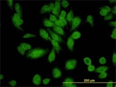 Immunocytochemistry/ Immunofluorescence XAB1 Antibody (3E1) - Azide and BSA Free