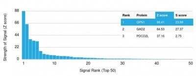 Protein Array: XAB1 Antibody (GPN1/2350) - Azide and BSA Free [NBP2-75783] - Analysis of Protein Array containing more than 19,000 full-length human proteins using XAB1 Antibody (GPN1/2350) Z- and S- Score: The Z-score represents the strength of a signal that a monoclonal antibody (MAb) (in combination with a fluorescently-tagged anti-IgG secondary antibody) produces when binding to a particular protein on the HuProt(TM) array. Z-scores are described in units of standard deviations (SD's) above the mean value of all signals generated on that array. If targets on HuProt(TM) are arranged in descending order of the Z-score, the S-score is the difference (also in units of SD's) between the Z-score. S-score therefore represents the relative target specificity of a MAb to its intended target. A MAb is considered to specific to its intended target, if the MAb has an S-score of at least 2.5.
