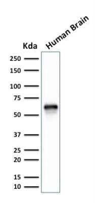 Western Blot: XAB1 Antibody (GPN1/2350) - Azide and BSA Free [NBP2-75783] - Analysis of human Brain tissue lysate using XAB1 Antibody (GPN1/2350).