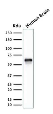 Western Blot: XAB1 Antibody (GPN1/2350) [NBP2-75782] - Analysis of human Brain tissue lysate using XAB1 Antibody (GPN1/2350).