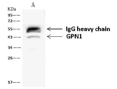 Immunoprecipitation: XAB1 Antibody [NBP2-97600] - XAB1 was immunoprecipitated using: Lane A: 0.5 mg HeLa Whole Cell Lysate. 4 ul anti-XAB1 rabbit polyclonal antibody and 60 ug of Immunomagnetic beads. Protein A/G. Primary antibody: Anti-XAB1 rabbit polyclonal antibody, at 1:100 dilution. Secondary antibody: Goat Anti-Rabbit IgG (H+L)/HRP at 1/10000 dilution. Developed using the ECL technique. Performed under reducing conditions. Predicted band size: 42 kDa. Observed band size: 43 kDa