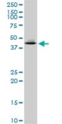 Western Blot: XAB1 Antibody [H00011321-B01P] - Analysis of GPN1 expression in HeLa.