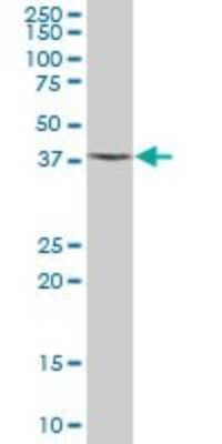 Western Blot: XAB1 Antibody [H00011321-B01P] - Analysis of XAB1 expression in human liver.