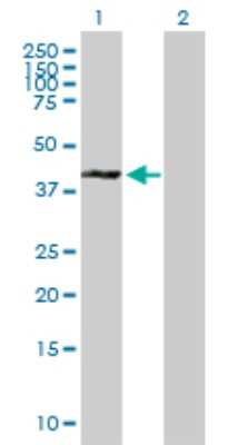 Western Blot: XAB1 Antibody [H00011321-B01P] - Analysis of GPN1 expression in transfected 293T cell line by GPN1 polyclonal antibody.  Lane 1: XAB1 transfected lysate(41.14 KDa). Lane 2: Non-transfected lysate.