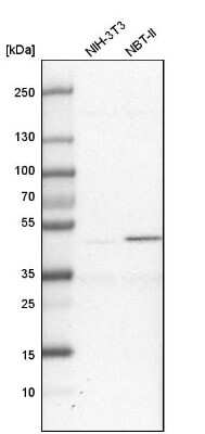 Western Blot: XAB1 Antibody [NBP1-90072] - Analysis in mouse cell line NIH-3T3 and rat cell line NBT-II.